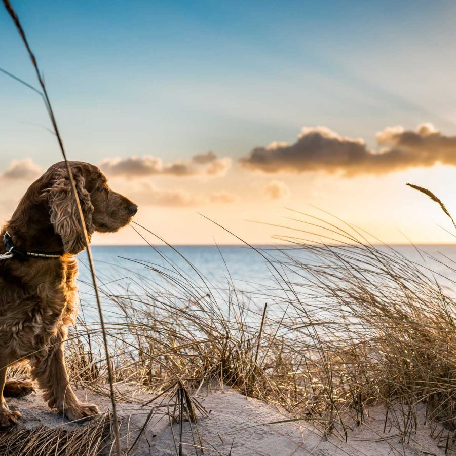 Dog enjoying sunset on holiday at Woolacombe beach