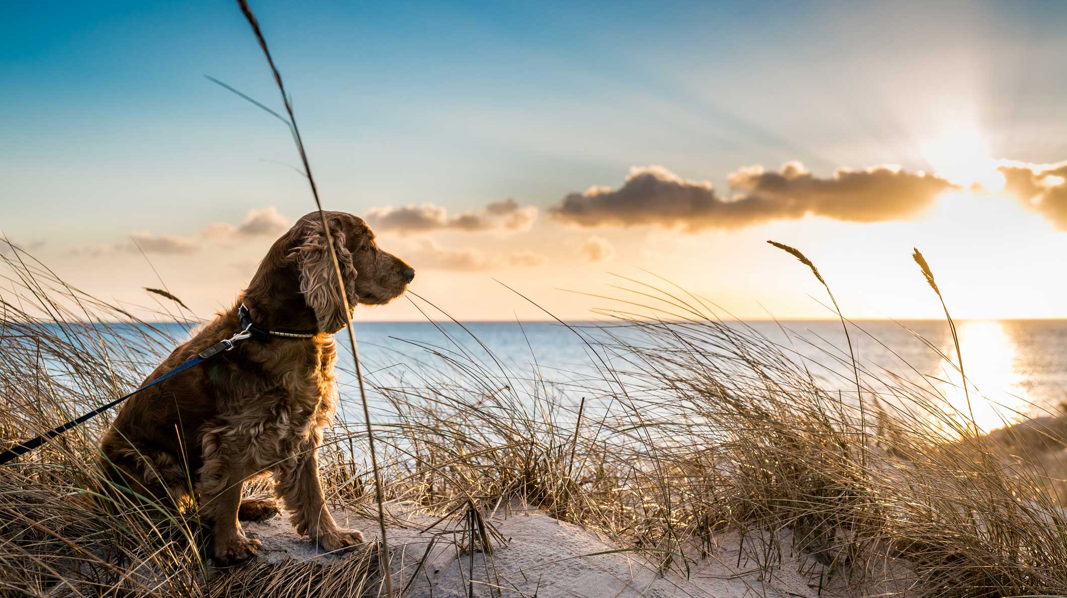 Dog enjoying sunset on holiday at Woolacombe beach