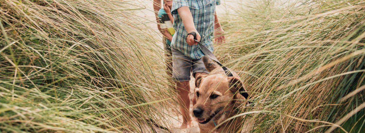 Walking dog on beach on holiday