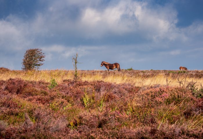 An Exmoor Pony, near West Down North Devon