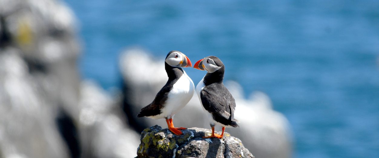 Two Puffin sea birds sitting on a rock near the beach at Lundy Island, North Devon