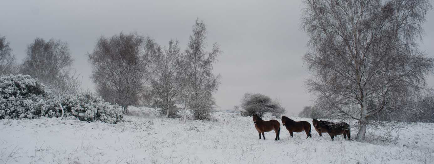 Horses in the snow in Devon