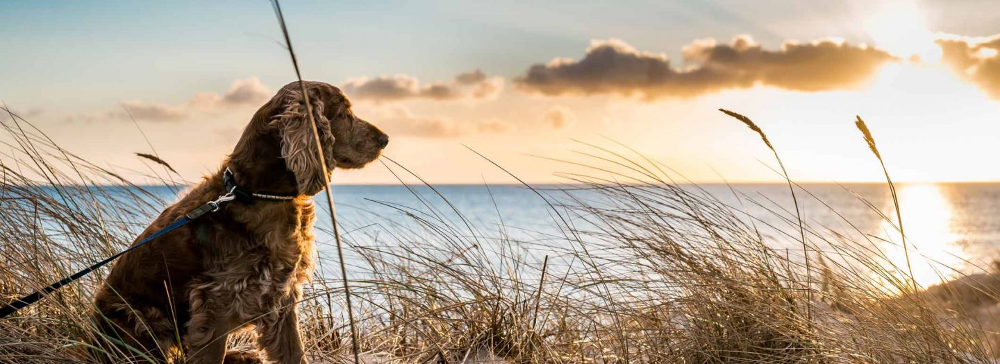 A dog being walked on Woolacombe beach in front of a sunset