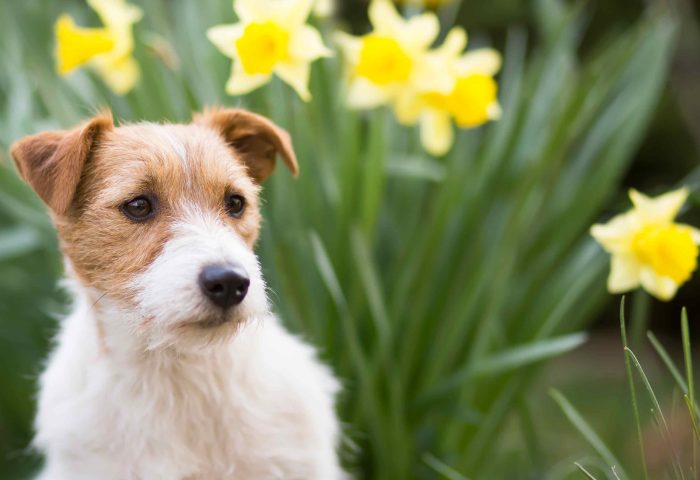 Jack Russel Dog sat in field of daffodils