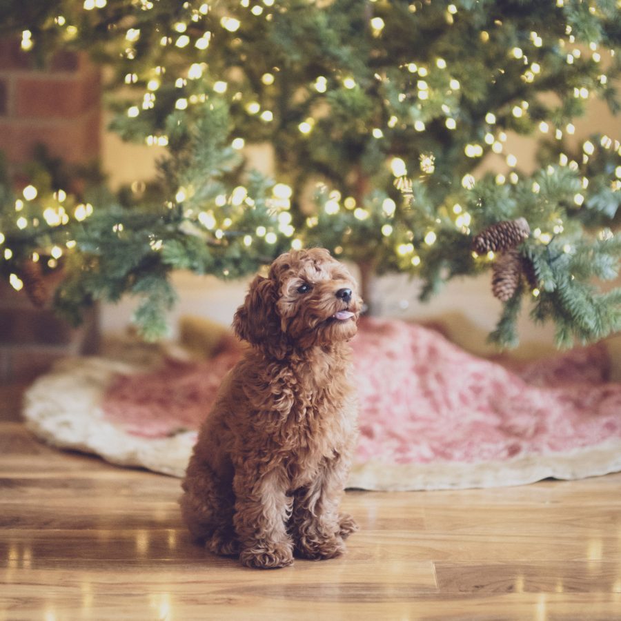 small dog stood next to a Christmas tree in a holiday cottage