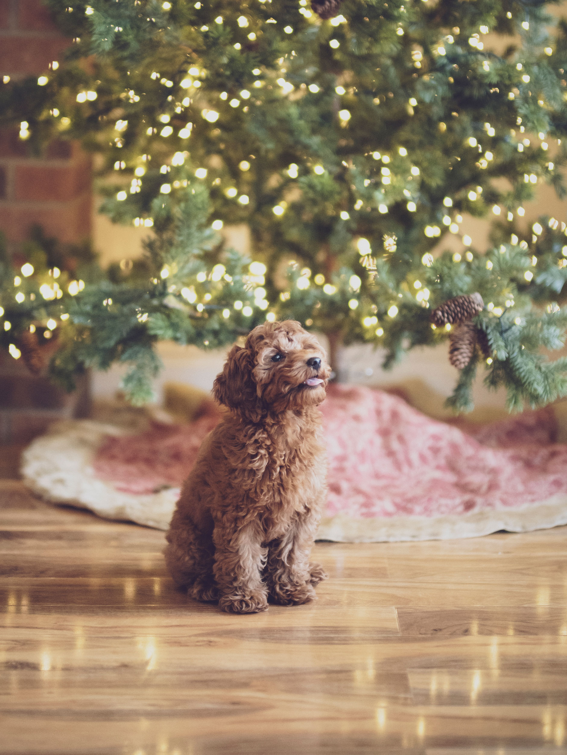 small dog stood next to a Christmas tree in a holiday cottage