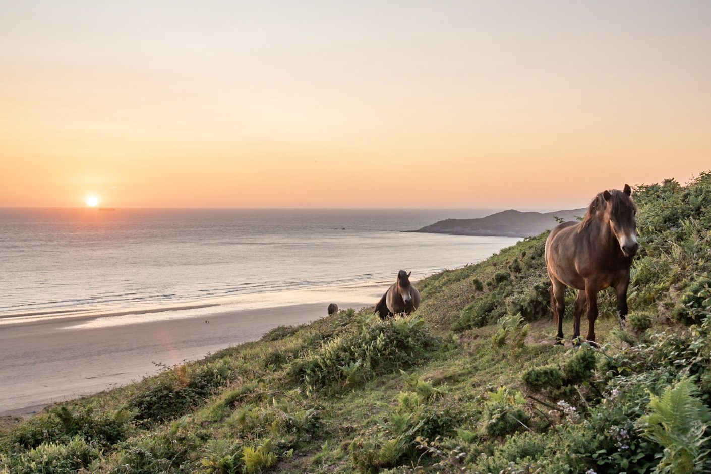 Ponies walking from beach at sunset