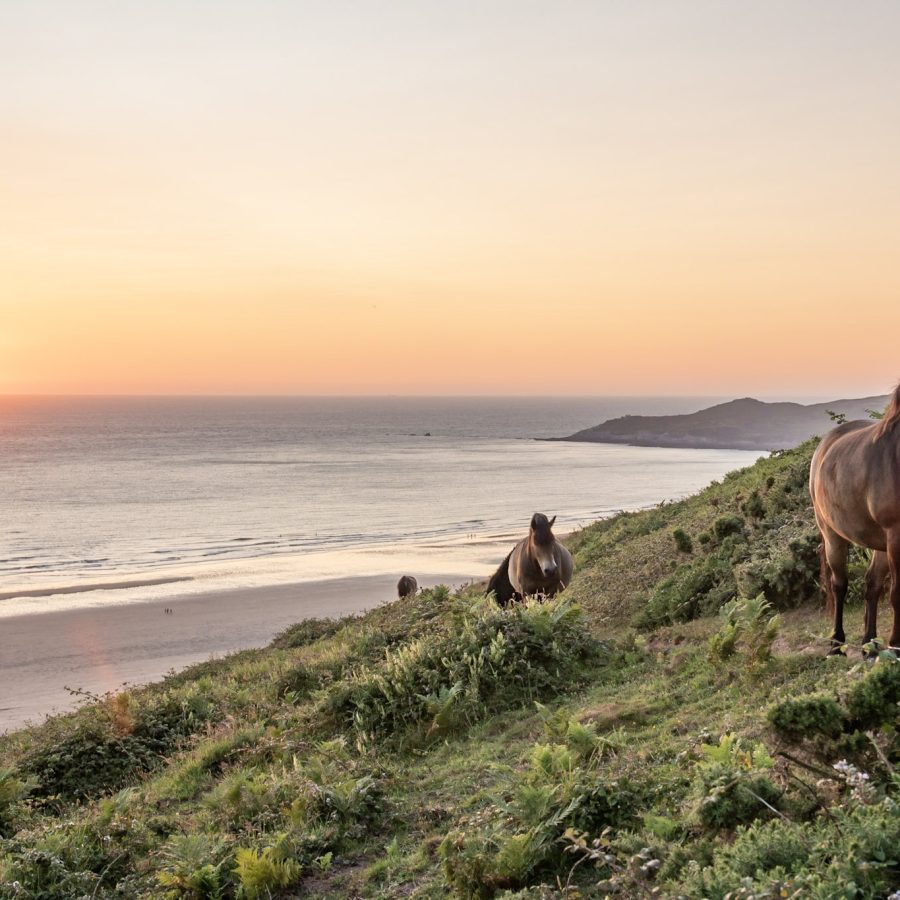 Ponies walking from beach at sunset