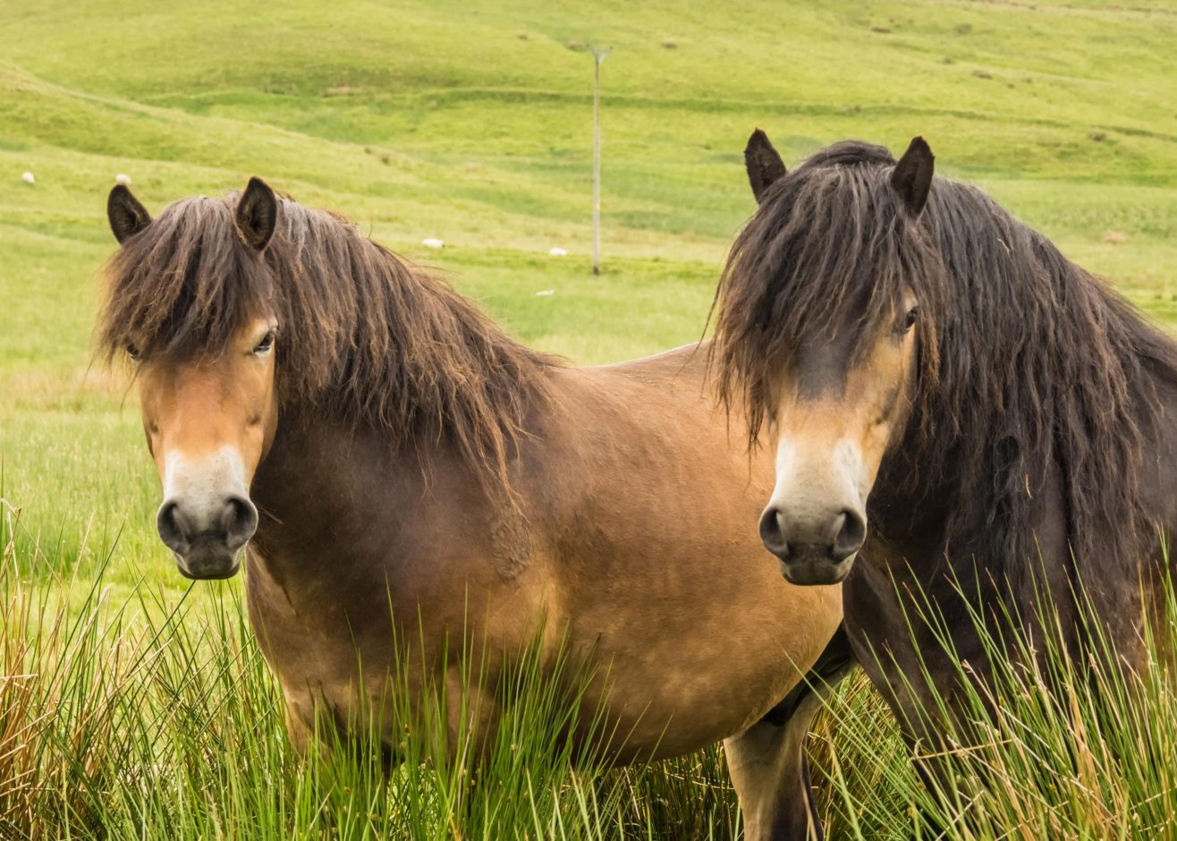 Two Exmoor Ponies grazing